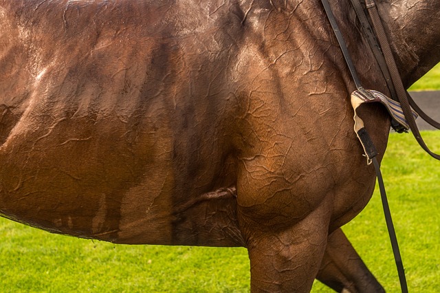 Betting with Wearables